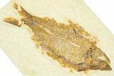 Detailed Fossil Fish (Knightia) - Wyoming #367467-1